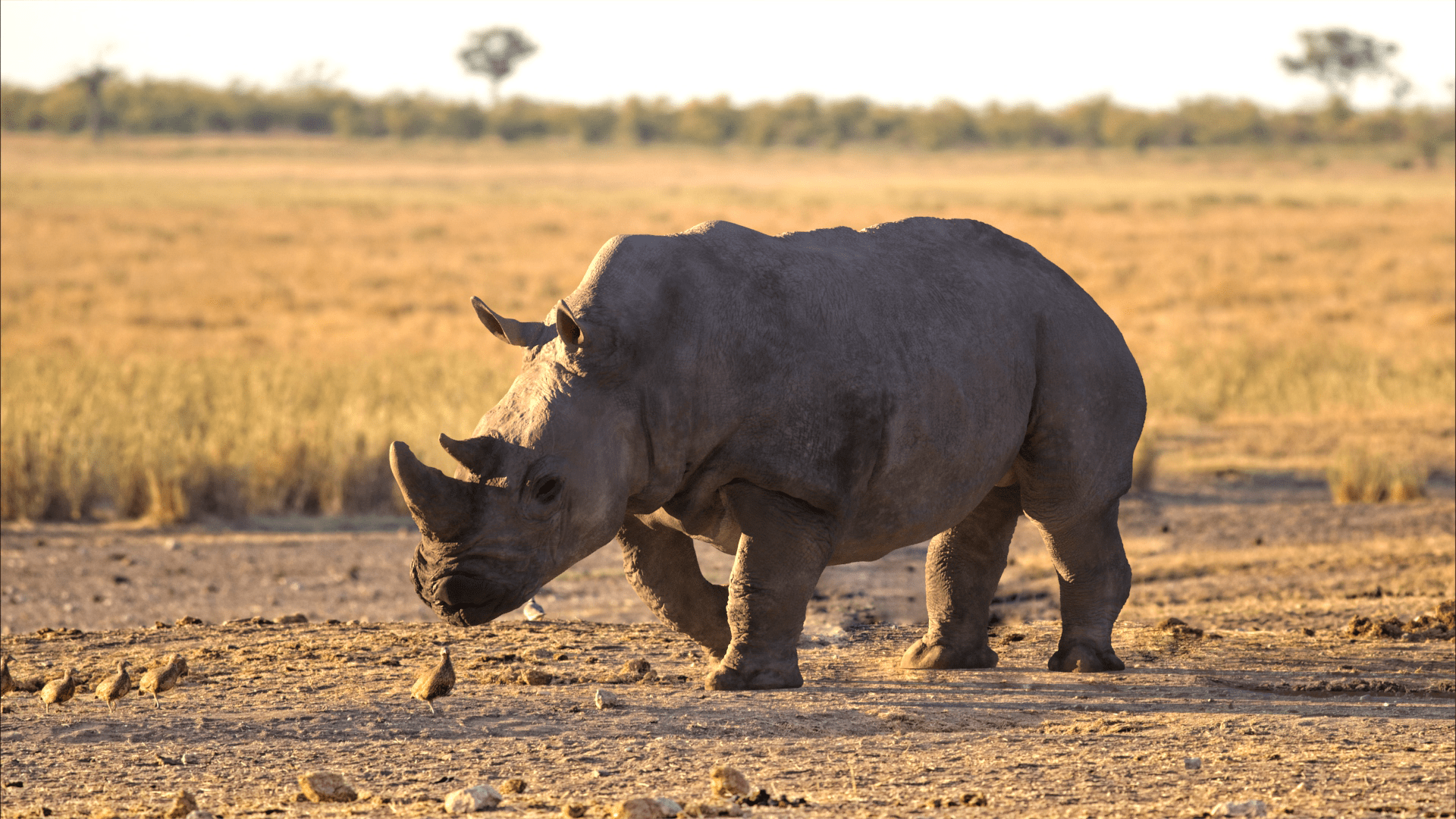 rhino materials