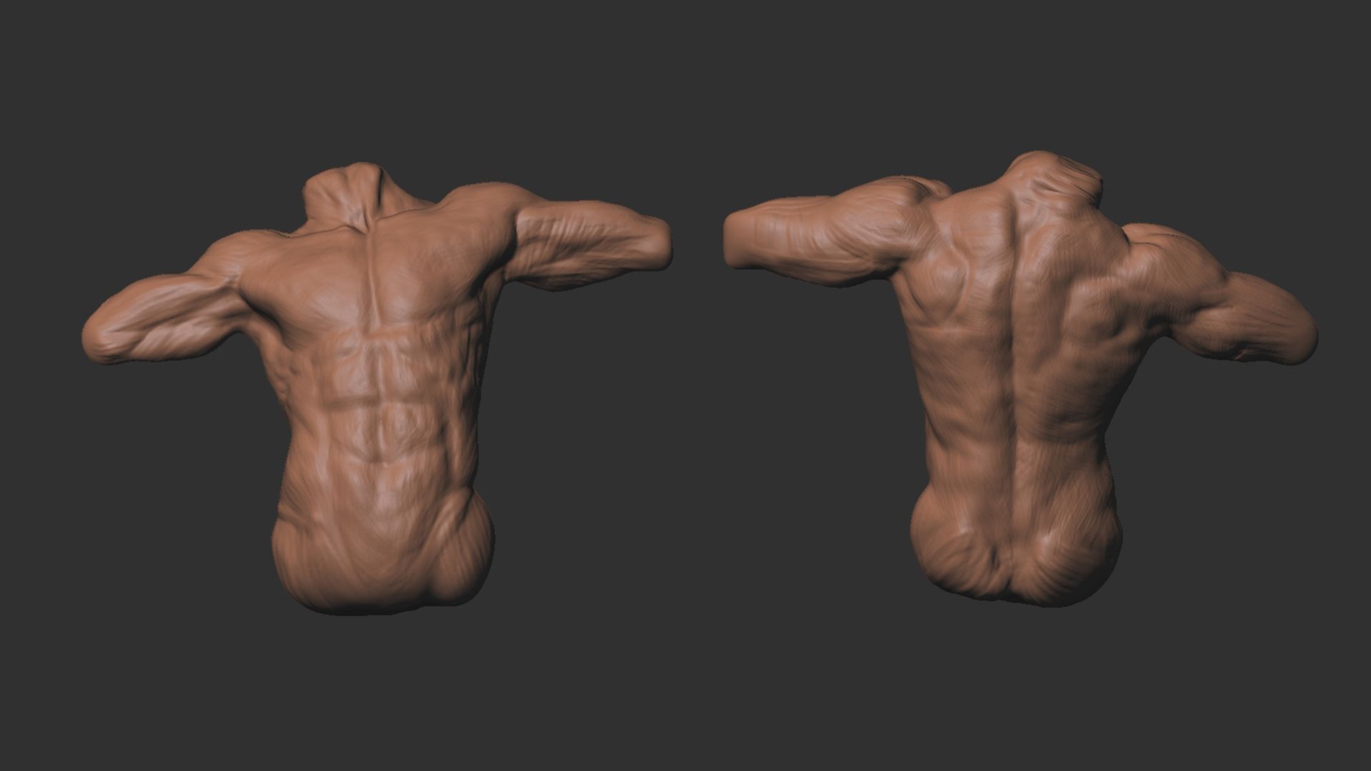 Front and Rear View of a Sculpted Male Torso showing Refined, Realistic Anatomy