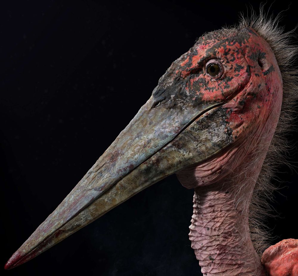 How To Create a Photorealistic African Bird in 3D