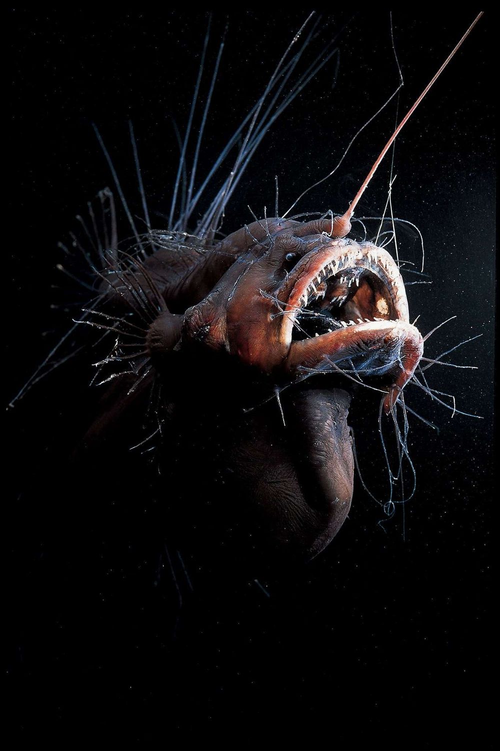 Weekly Drills 035 - #UnderwaterCreature