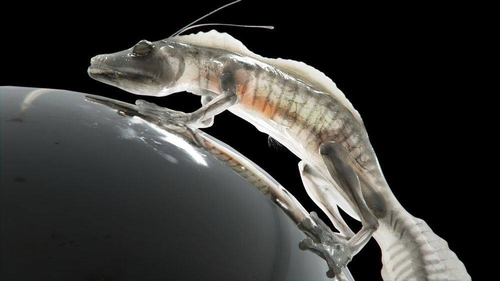 Creating "The Translucent Creature": Exploring Transmission and Subsurface Properties