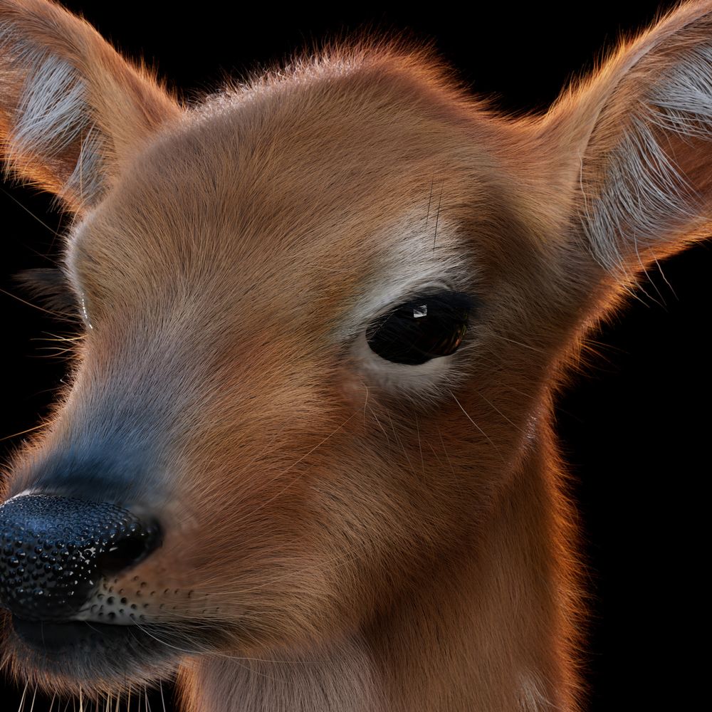 Grooming and Lookdev of a Realistic 3D Animal