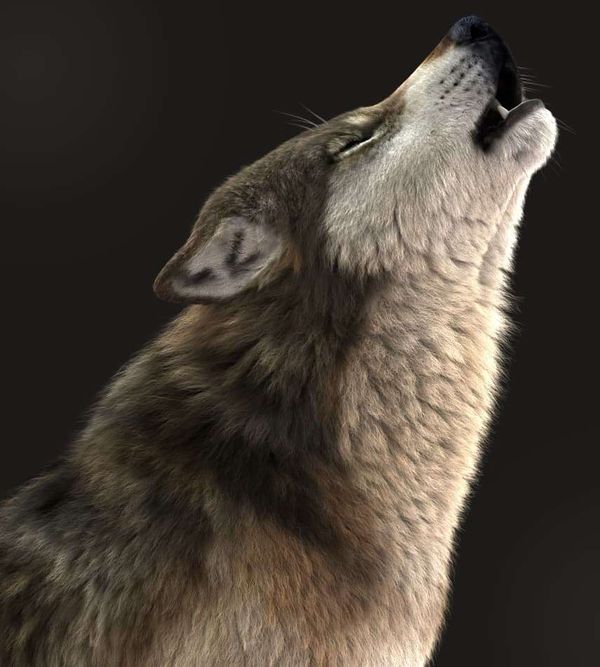 How To Make A 3D Wolf Howl At The Moon In Maya