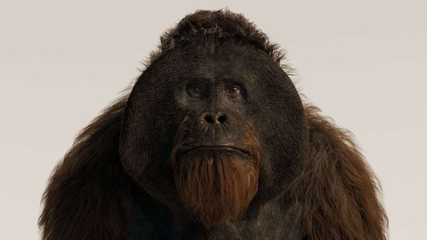 Creating a photorealistic CGI orangutan for film production