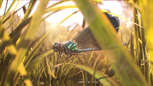 How to Make a Realistic Animated Insect : From Pre-Production to Final Rendering