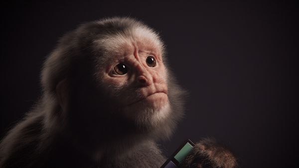 An Impressive CGI Capuchin by VFX Artist Valmont Cotonnec