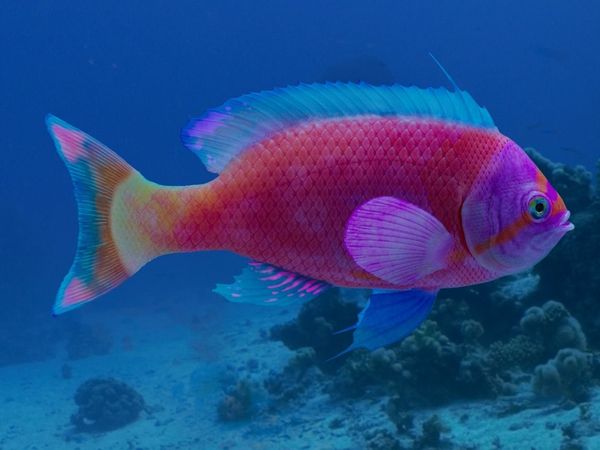 How to Create a Realistic Fish Model Using Substance 3D Designer and Mari